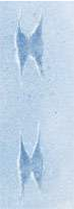 <p>Fore Print: 2.0–3.8 cm long 1.3–2.5 cm wide Hind Print: 3.8–5.8 cm long 2.0–3.3 cm wide</p>