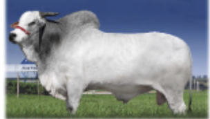 <p>Origin: India, most popular breed in brazil, commonly cross bred with Angus for terminal cross</p>