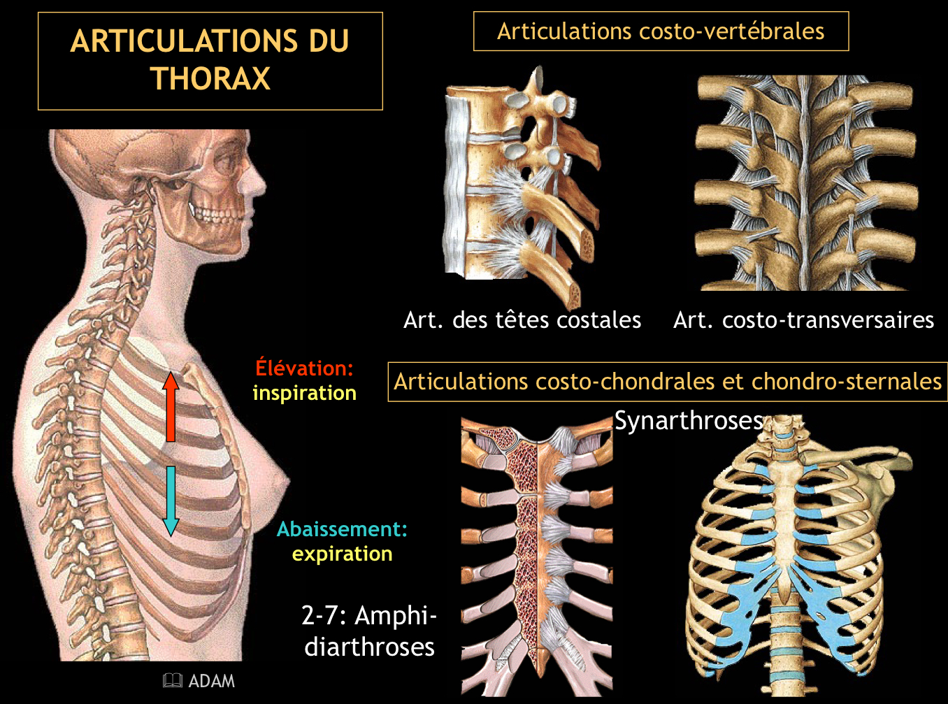 <p>Ce sont des amphiarthroses ou diarthroses pour les 2e à 7e côtes, et une synchondrose ou amphiarthrose pour la 1re côte.</p>
