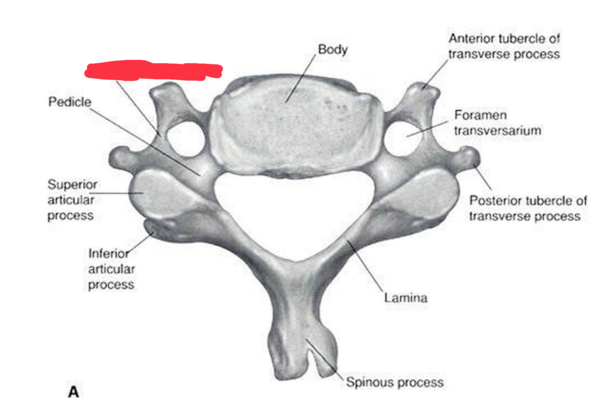 <p>What is this structure?</p>