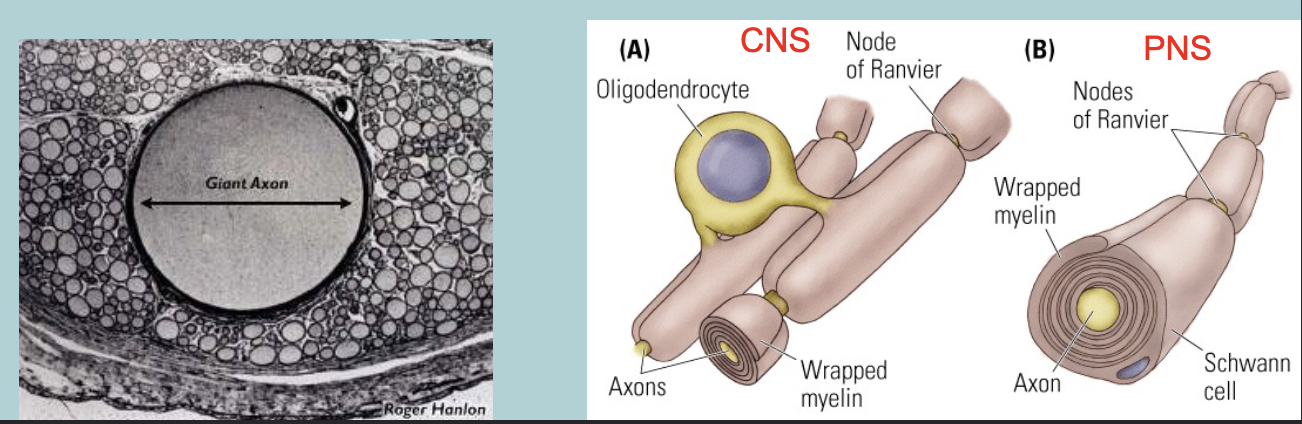 <ol><li><p>Myelin&nbsp;</p></li><li><p>Saltatory conduction&nbsp;</p></li></ol><p></p>