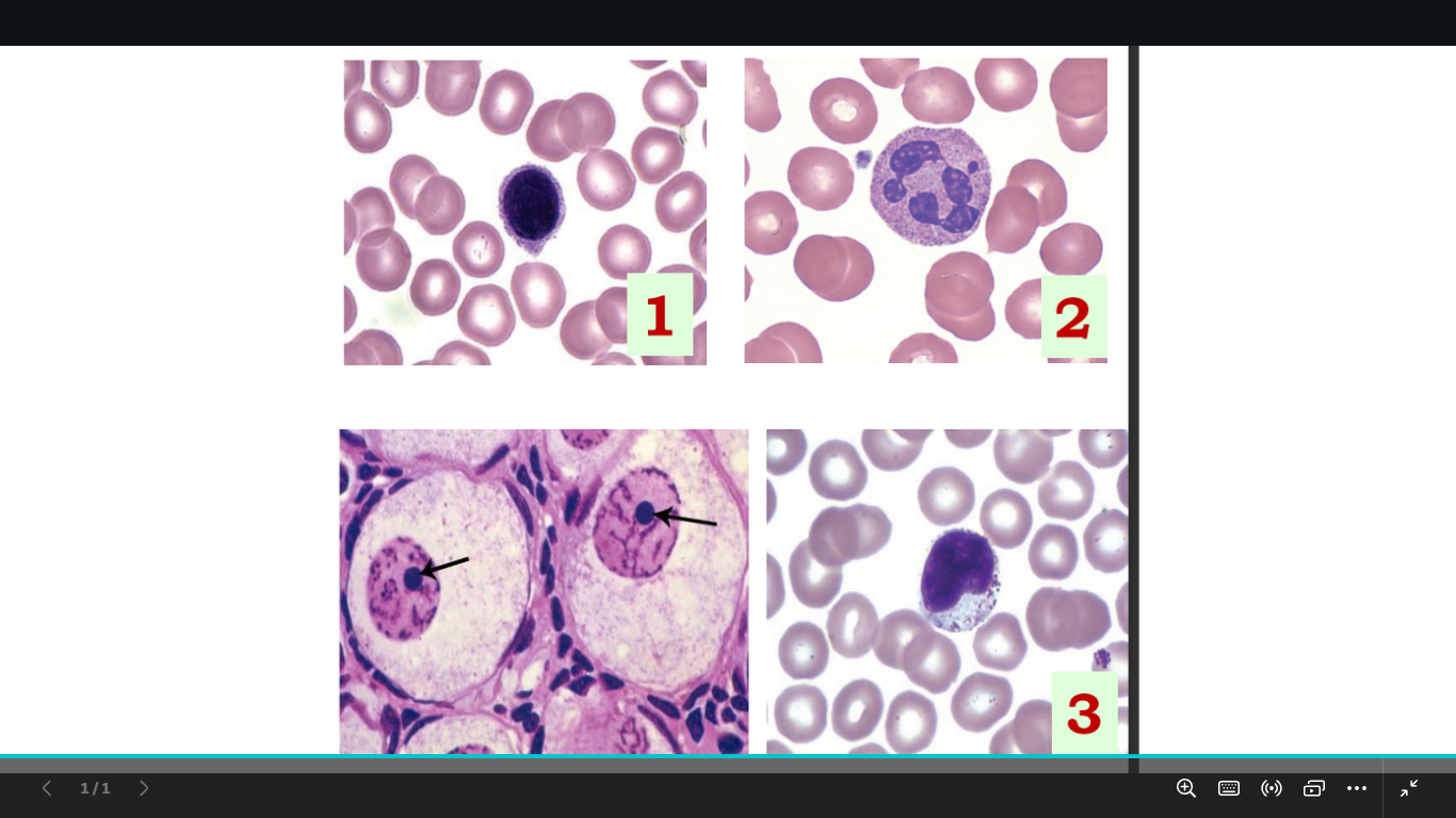 <p>identify the shape </p><p>of the nuclei  1 2 3 and the arroooooooooooow</p>