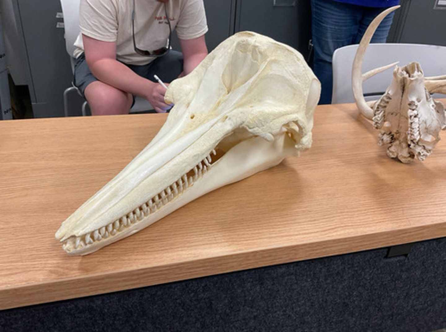 knowt flashcard image