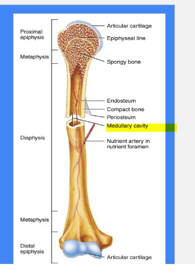 <p>yellow bone marrow can be found </p>