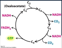 <ul><li><p class="Paragraph WhiteSpaceCollapse SCXP210228432 BCX8" style="text-align: left;"><span style="line-height: 0px;"><span>Krebs cycle​</span></span></p></li><li><p class="Paragraph WhiteSpaceCollapse SCXP210228432 BCX8" style="text-align: left;"><span style="line-height: 0px;"><span>TCA cycle</span></span></p></li></ul><p><span><span>Purpose is to harvest high-energy electrons from carbon fuels​</span></span></p>