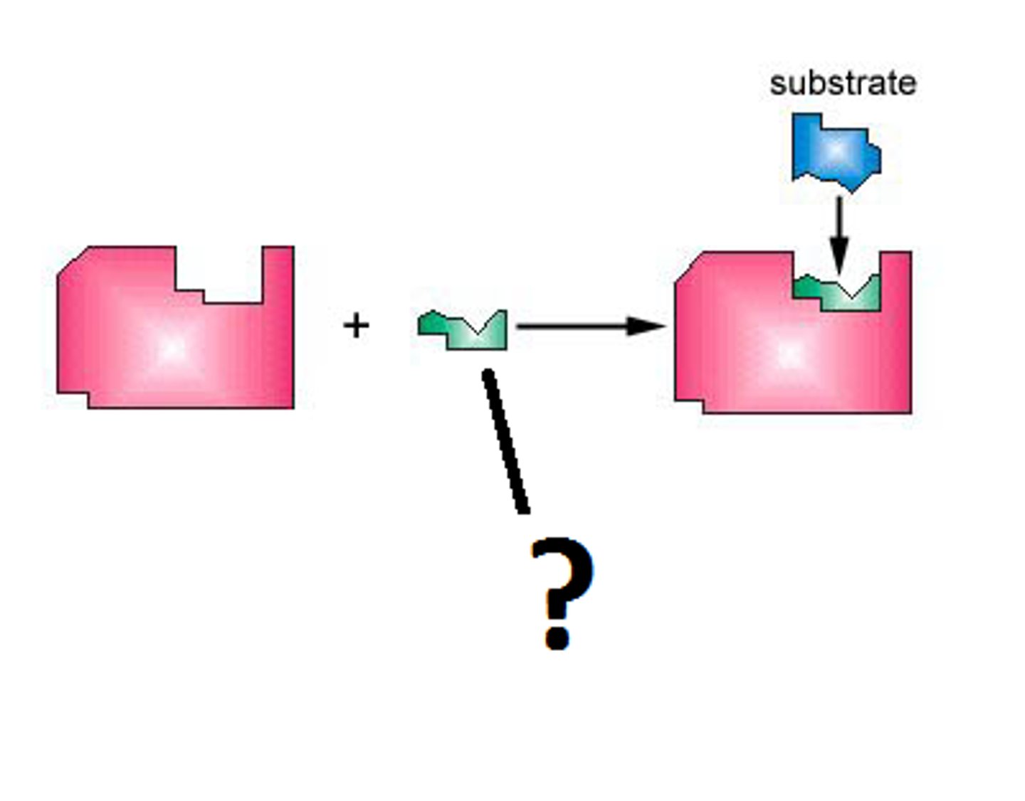 <p>substance needed for the enzyme to work which can slow the rate of a reaction</p>