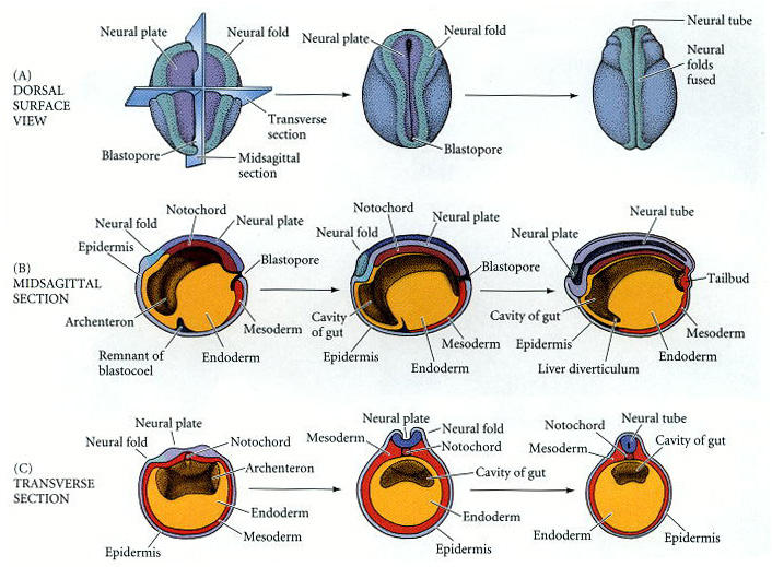 <ol><li><p>Neural plate stage</p></li><li><p>Neural groove stage</p></li><li><p>Neural tube stage</p></li></ol>