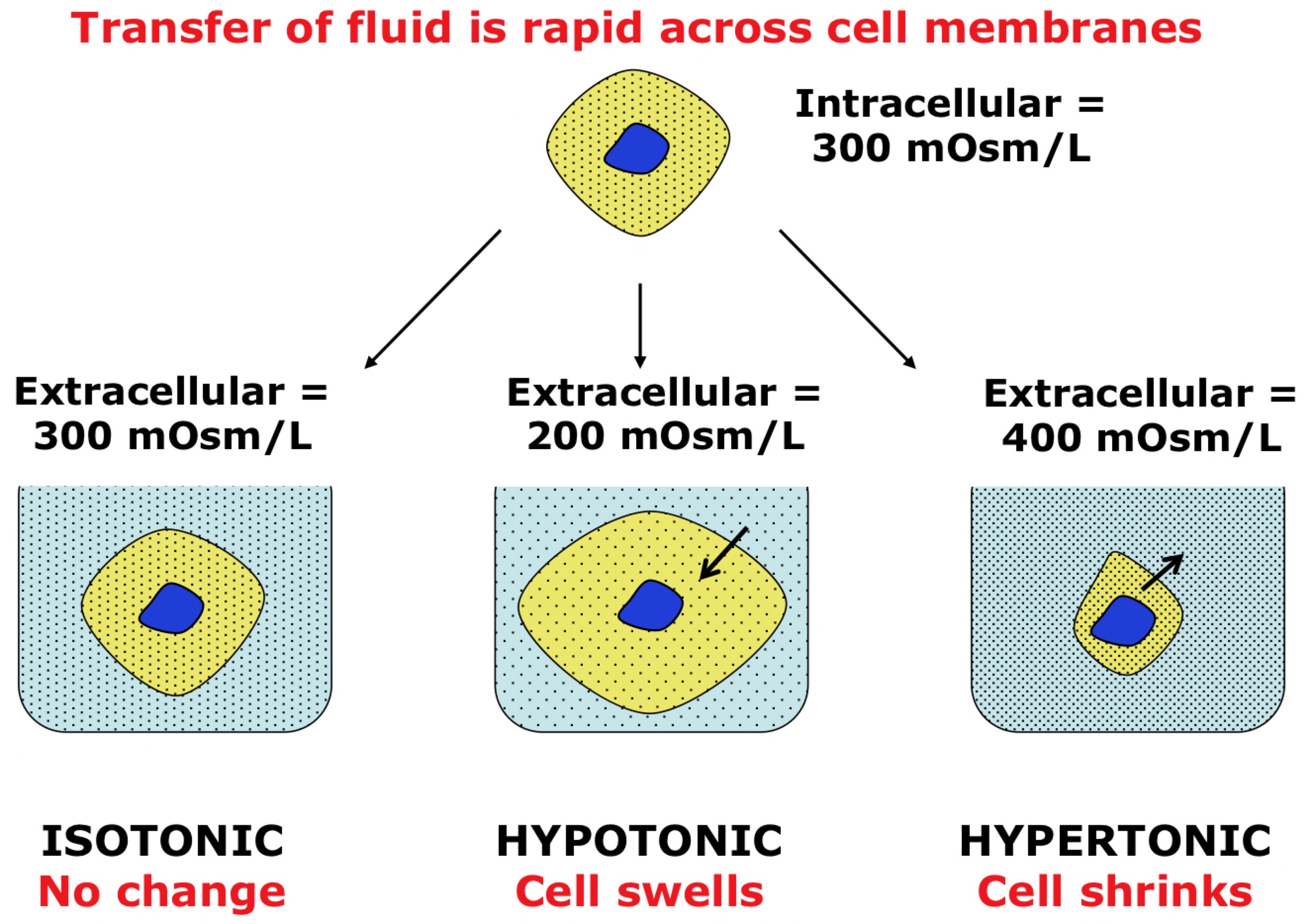 <p>The establishment of osmotic equilibrium</p><ul><li><p>Isotonic</p></li><li><p>Hypotonic (can lead to lysis)</p></li><li><p>Hypertonic</p></li></ul><p>→ More likely extracellular has been changed rather than the cellular environment</p>