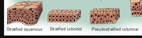 <p>Stratified epithelial tissue</p>