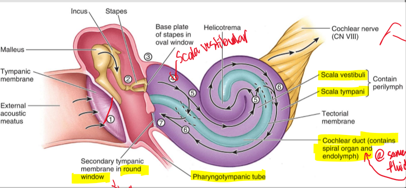 <ol><li><p>Sound is first received by the tectorial membrane </p></li><li><p>It is received by the bones and they vibrate to the last bone which is the stapes and sends that vibration to the inner ear</p></li><li><p>That is received by the Scala vestibuli and sent UP to the Cochlear nerve</p></li><li><p>Then the Scala Lympani is sending signals DOWN</p></li><li><p>Until it gets to the Round window </p></li><li><p>The rest of the pressure is then sent out the pharyngotympanic tube</p></li></ol><p></p>