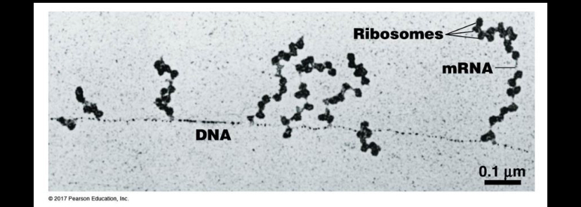 <p>Which direction will the ribosomes move relative to the mRNA?</p><p>Downward, in the direction of the DNA strand</p><p>Upward, away from the DNA</p>