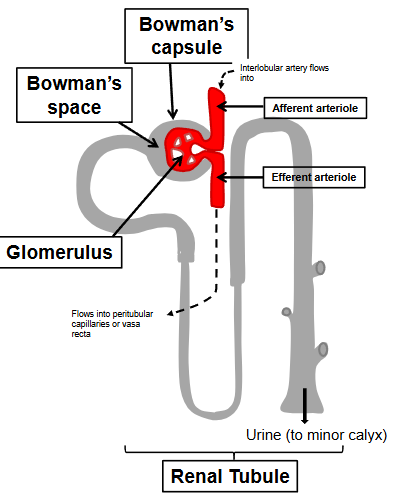 <p>The nephrons (&gt;1 million per kidney) are the functional units of the kidney. </p><ol><li><p>Renal corpuscle = site of filtration of the blood </p><p>(i) Bowman’s capsule </p><p>(ii) Glomerulus (tuft of capillaries)</p></li><li><p>Renal tubule</p></li></ol><p></p>