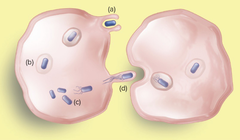 <p></p><ul><li><p>Ability to replicate in the cytoplasm of cells after inducing phagocytosis</p></li><li><p>Avoids humeral immune system</p></li></ul>