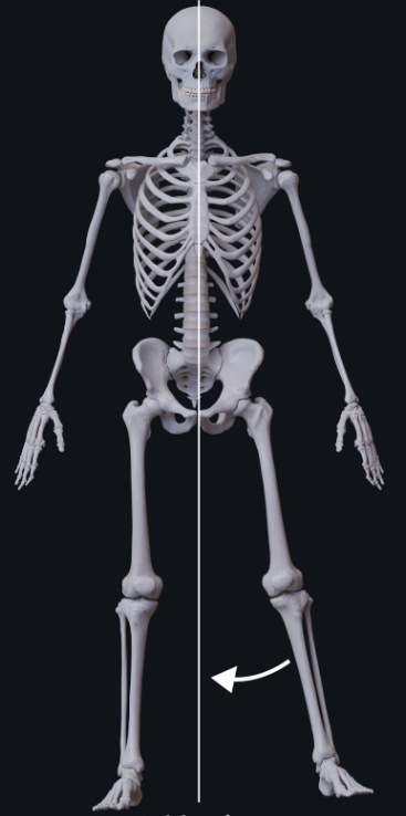 <p>brings the limb or hand toward or across the midline of the body or brings the fingers or toes together.</p>