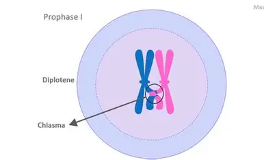 <p>homologous chromosomes pair up and attach to the spindle, condensing. Crossing over shuffles genes. Results in 4 different sister chromatids</p>