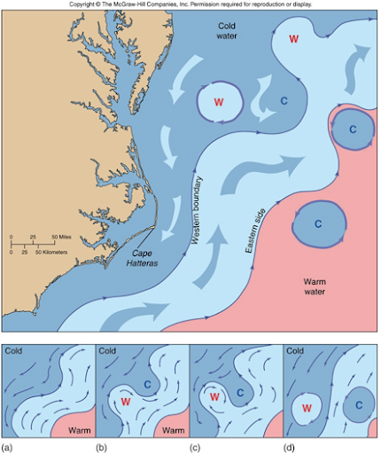 <ul><li><p>Like rivers on land, ocean currents do not go straight but meander</p><ul><li><p>Eddies are formed from this meanders</p></li></ul></li><li><p>Look at bottom 4 figures:</p><ul><li><p>A: the dark blue line with arrows that outlines the western boundary of the Gulf Stream will give you the spinning direction on the eddy</p></li><li><p>B: the meander has become big enough that it has started pinching f two eddies</p></li><li><p>C: outlining blue line in the W (warm) eddy gives you spinning direction </p></li><li><p>D: the warm eddy pinches off and goes into the cold wter</p><ul><li><p>The cold water eddy travels through the Gulf Stream and into the warmer water on the east side of the Gulf Stream</p><ul><li><p>Outlining blue line of the C (cold) eddy gave the spinning direction </p></li></ul></li></ul></li></ul></li></ul>