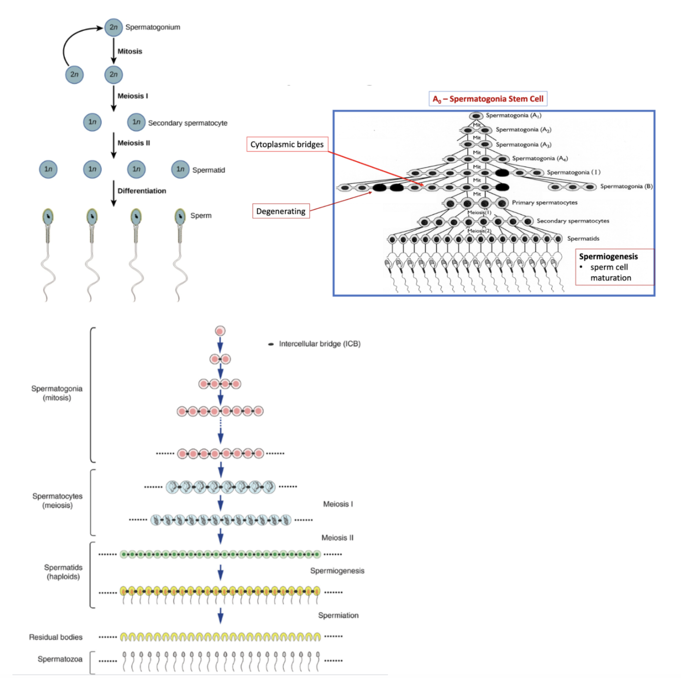 <ul><li><p>cytoplasmic bridges are important for transporting nutrients and gene products</p></li></ul><p></p>