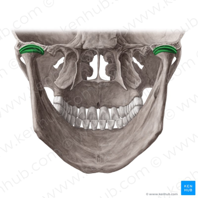 <ul><li><p>main connection between skull and lower jaw</p></li><li><p>components: portion of squamous portion of temporal bone, articular disc within joint capsule, head of mandible, surrounding ligaments</p></li></ul>