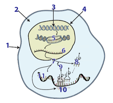 <p><span>Match the terms with the parts labeled in the diagram of a cell.</span></p>
