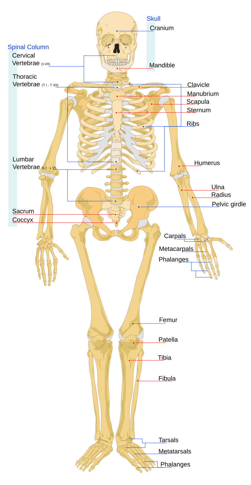 <p>Bones, cartilage, and ligaments.</p>