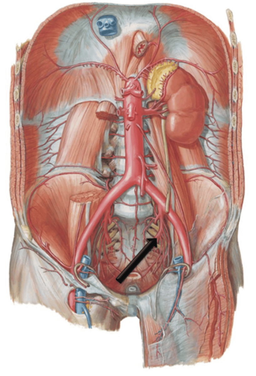 <p>Small branches off the common iliac arteries. They course posteriorly along the pelvic wall. They give off many branches that supply the pelvic, genital and gluteal regions.</p>