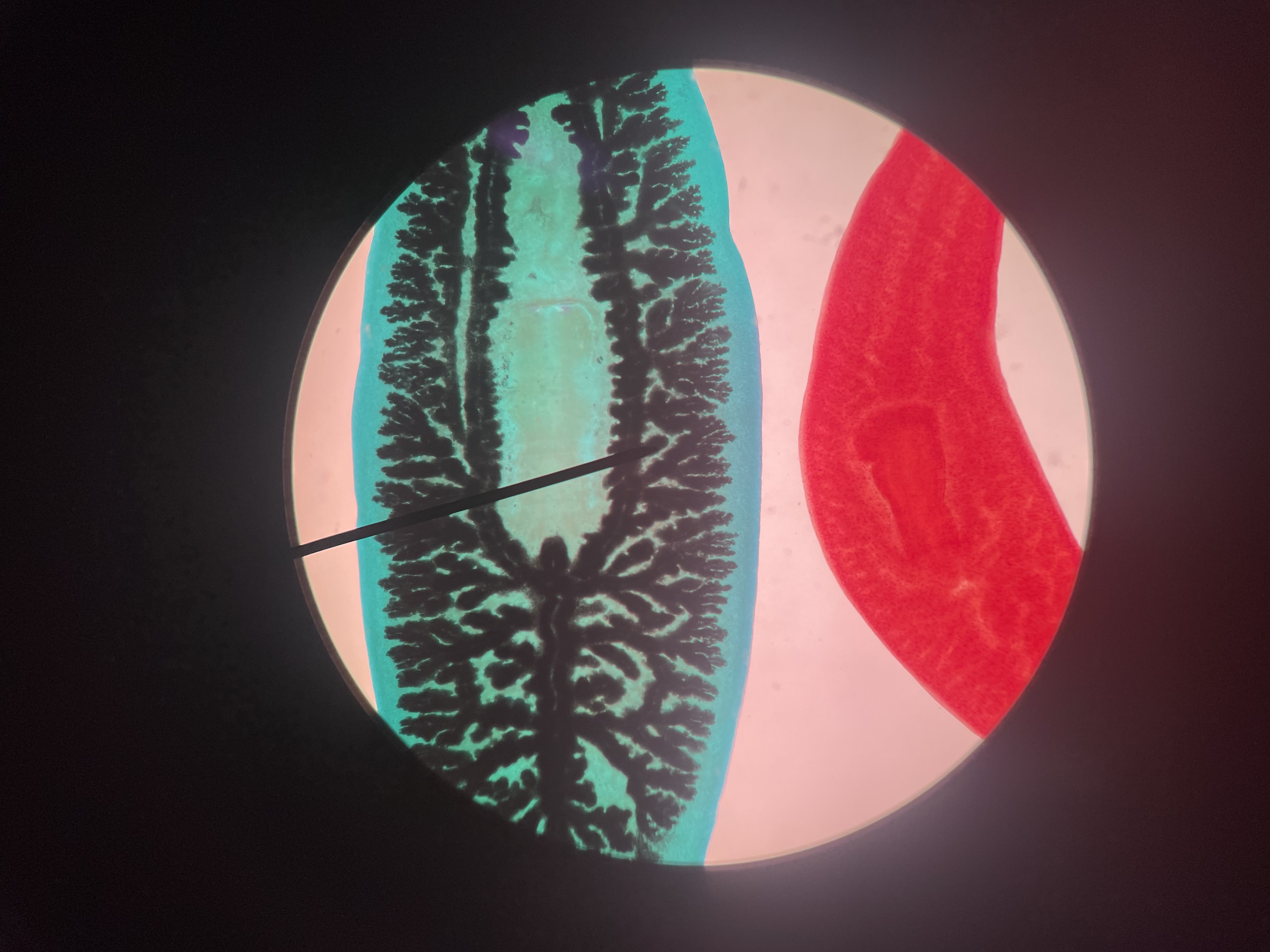 term image