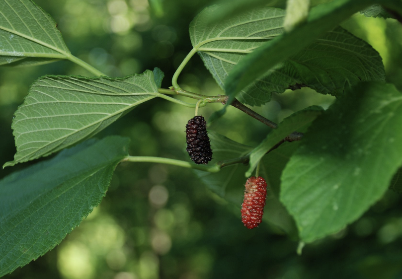 <p><em>Morus rubra</em></p><p>Moraceae</p>