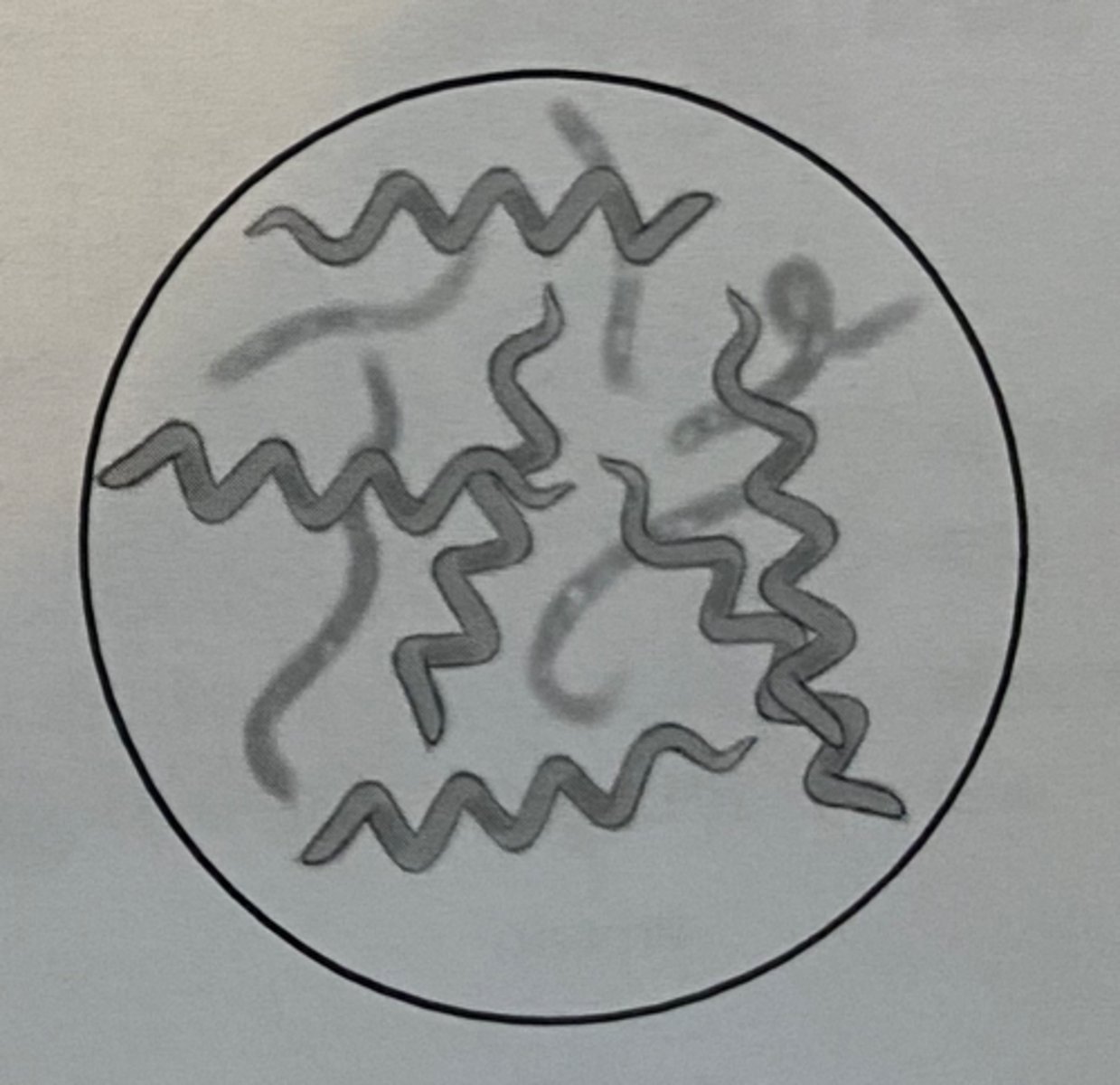 <p>spiral shaped bacteria</p>