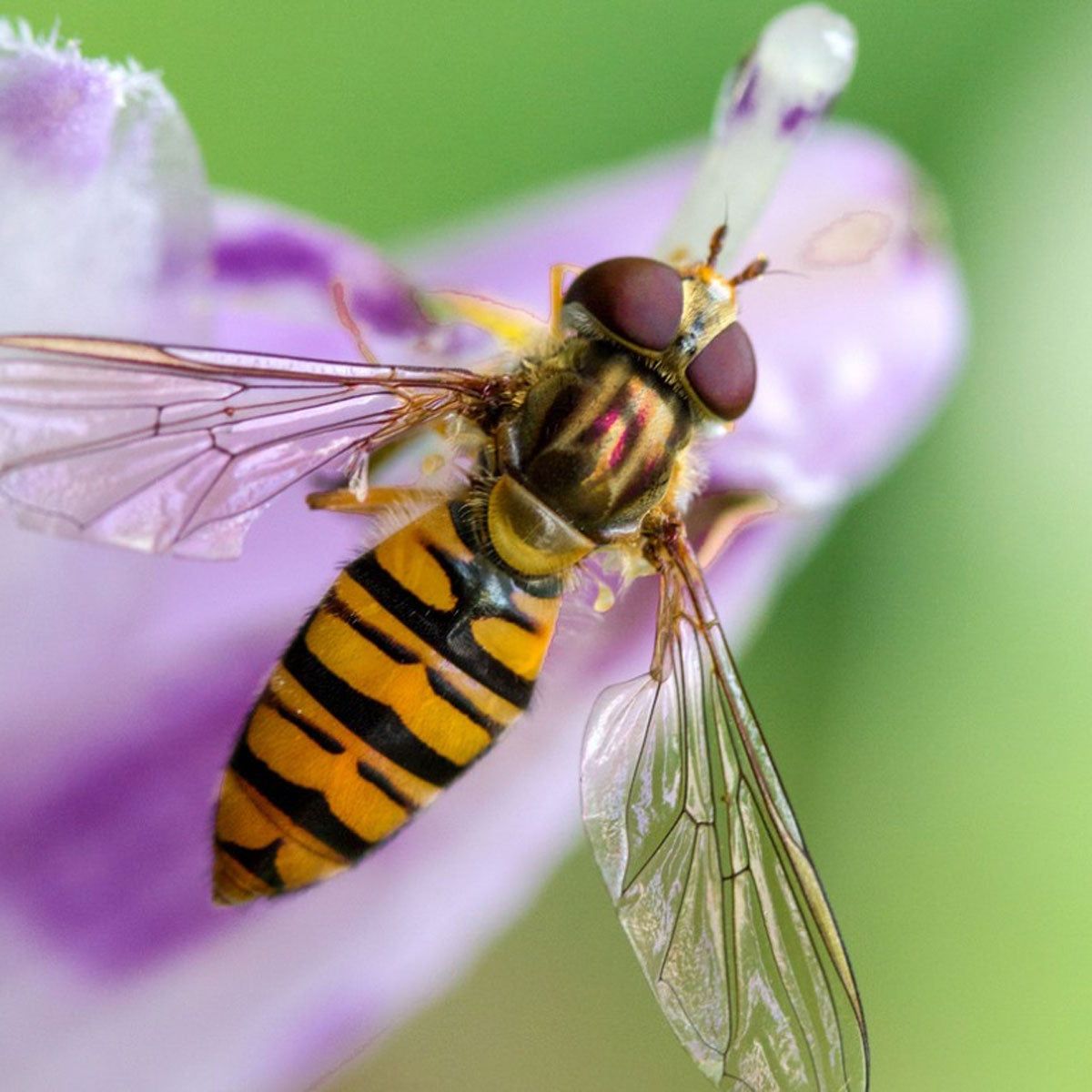 <p>syrphidae</p>