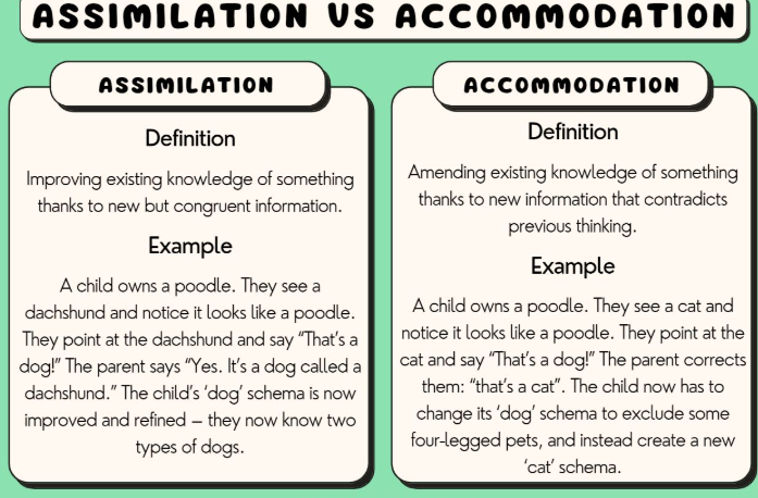 <p>Correcting our current schemas/ understandings to make room for new information.</p><p>Ex: A child learning that a horse is different than a dog.</p>