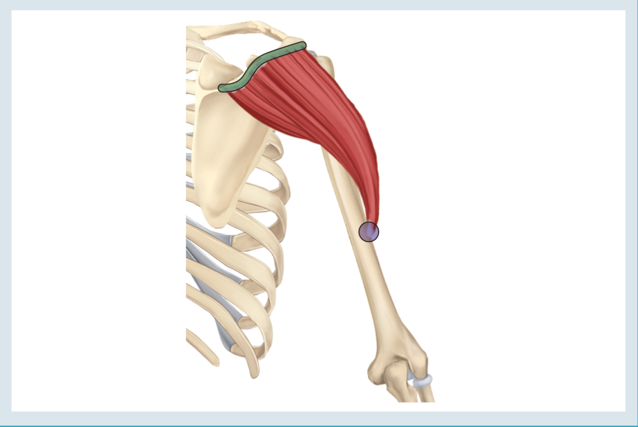 <p>Action : extension ( &amp; horizontal abduction &amp; abduction ) </p><p>o : spine of scapula </p><p>i : deltoid tuberosity </p>