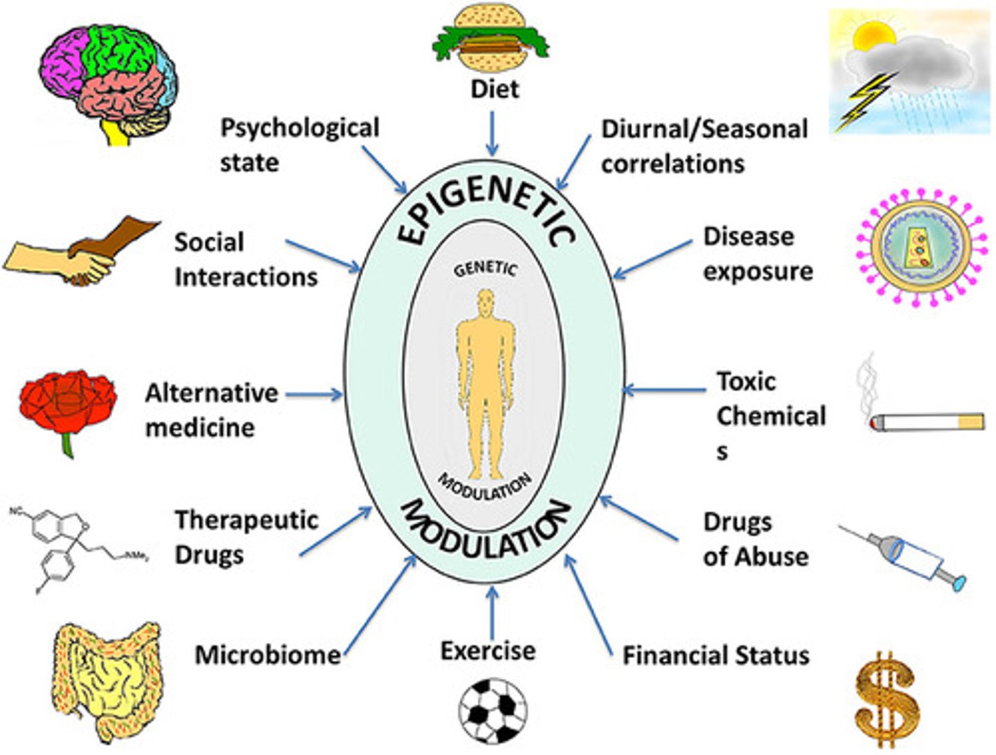 <p>Epigenetics refers to changes in gene expression without altering the DNA sequence. Factors such as stress, diet, and sleep can influence these changes.</p>