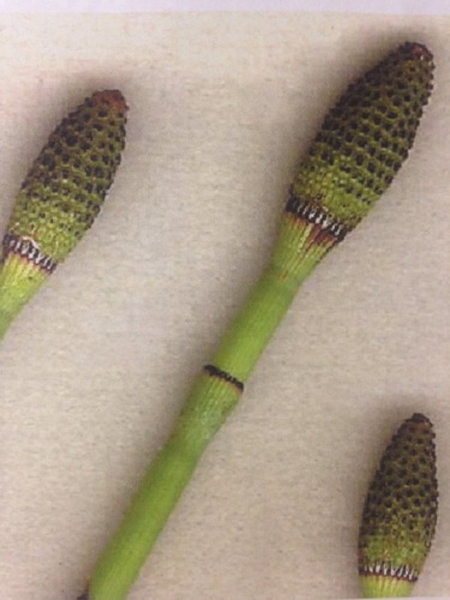 <p>compact cluster of spore-bearing structures in some seedless vascular plant sporophytes. CONE!</p>