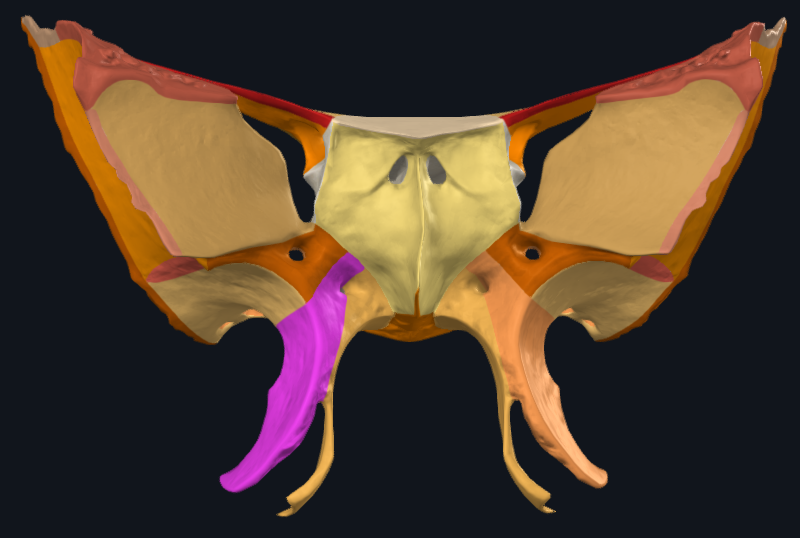term image