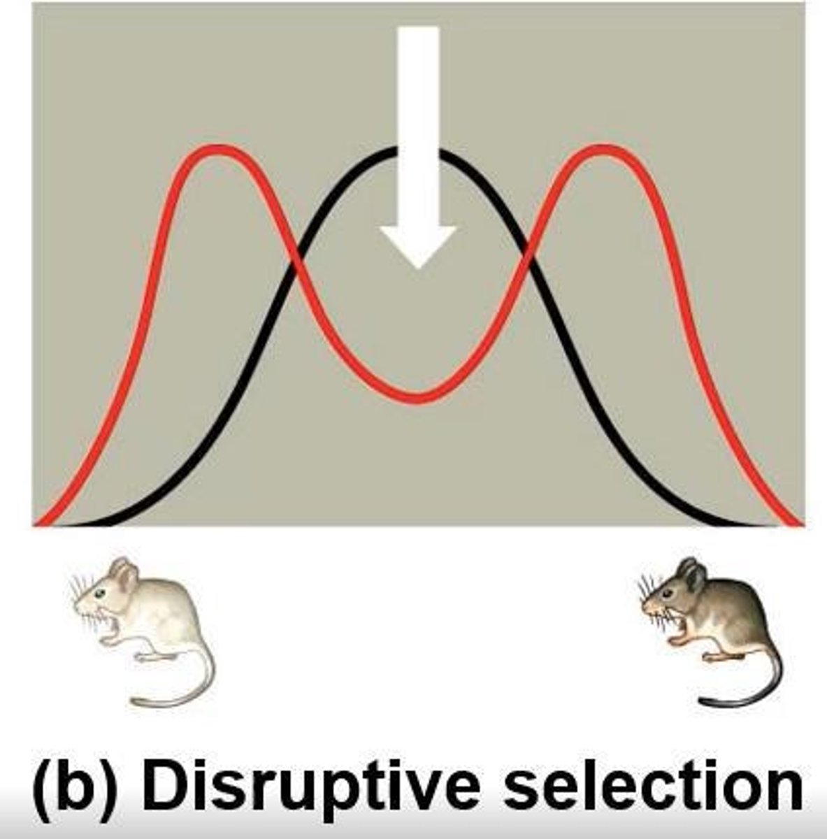 <p>A type of selection that favors both extremes of a phenotype, potentially leading to speciation.</p>