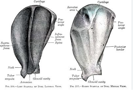 <p>spine bissects laterally, with distinct acromion</p>