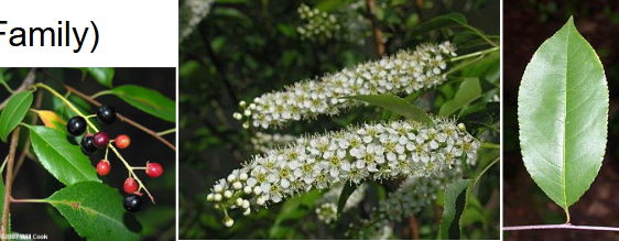 <p>Rosaceae</p><p>Prunus serotina</p>