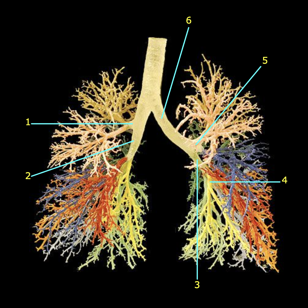 <p>What structure is labeled 6?</p>