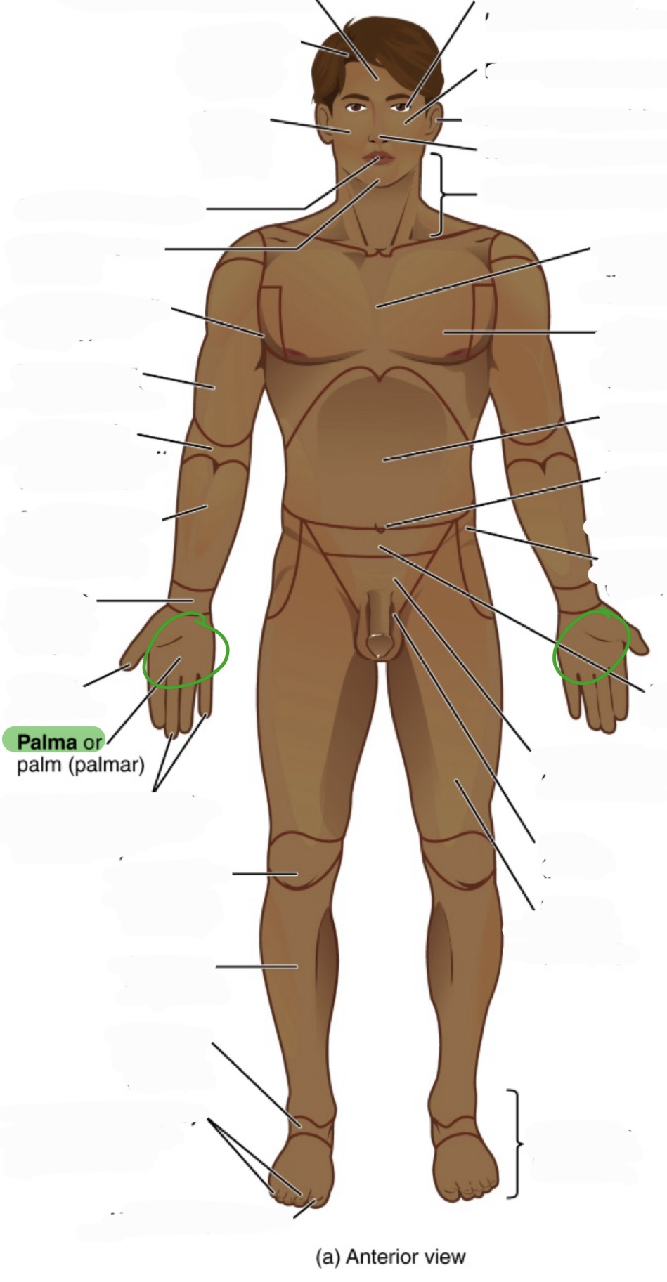 <p>palm</p><p>(aka palmar)</p>