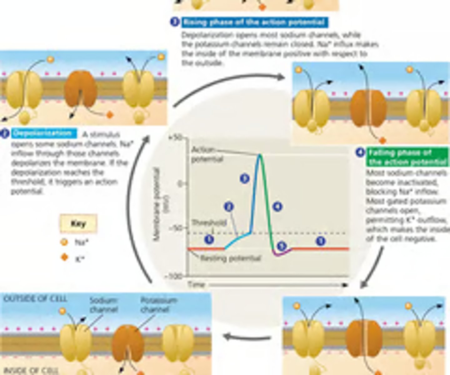 <p><strong><mark data-color="green" style="background-color: green; color: inherit;">Resting State:</mark></strong></p><p>The neuron is at rest with a membrane potential of about -70 mV. Voltage-gated sodium (Na⁺) and potassium (K⁺) channels are closed, maintaining this potential.</p><p><strong><mark data-color="green" style="background-color: green; color: inherit;">Depolarization:</mark></strong></p><p>A stimulus opens some Na⁺ channels, allowing Na⁺ to enter the cell. This inflow depolarizes the membrane, reaching a threshold of -55 mV, triggering an action potential.</p><p><strong><mark data-color="green" style="background-color: green; color: inherit;">Rising Phase:</mark></strong></p><p>Most Na⁺ channels open, causing a rapid influx of Na⁺, making the inside of the membrane positive, peaking at about +35 mV.</p><p><strong><mark data-color="green" style="background-color: green; color: inherit;">Falling Phase:</mark></strong></p><p>Na⁺ channels inactivate, and K⁺ channels open, allowing K⁺ to exit the cell, repolarizing the membrane back to resting potential.</p><p><strong><mark data-color="green" style="background-color: green; color: inherit;">Undershoot:</mark></strong></p><p>K⁺ channels remain open longer, causing the membrane potential to dip below resting potential before stabilizing.</p>