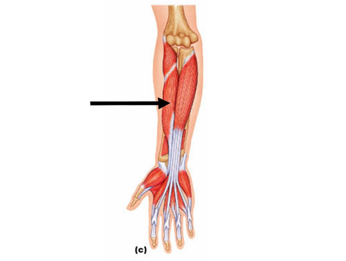 flexes thumb