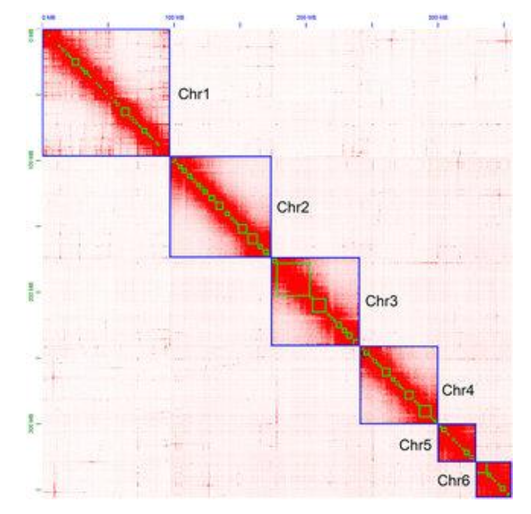 <p>Two methods:<br><strong>3C - Chromosome Conformation Capture:</strong><br>Crosslink DNA-protein complexes with formaldehyde <br>Restriction enzyme digestion<br>Ligation of physically close fragments <br>PCR detection of specific interactions <br><strong>Hi-C - Genome-wide 3C:</strong><br>Incorporates biotin-labeled nucleotides at ligation junctions <br>Sequencing produces contact frequency maps for entire genome <br>Reveals compartments (plaid pattern), TADs (squares), and loops (dots) </p>