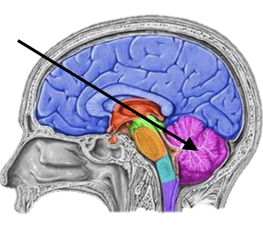 <p>Name the brain structure</p>