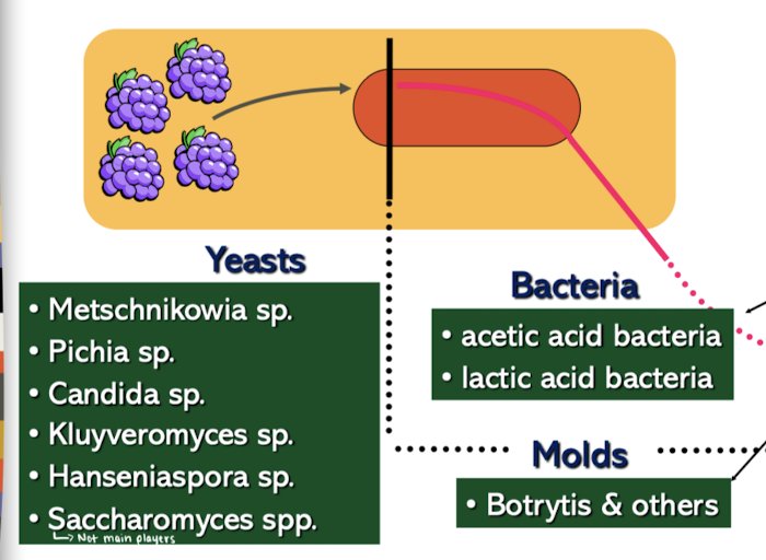 <ul><li><p>AAB and molds are aerobic but persist in anaerobic conditions</p></li></ul><ul><li><p>Yeasts</p></li><li><p>LAB are considered spoilage microbes</p></li></ul><p></p>