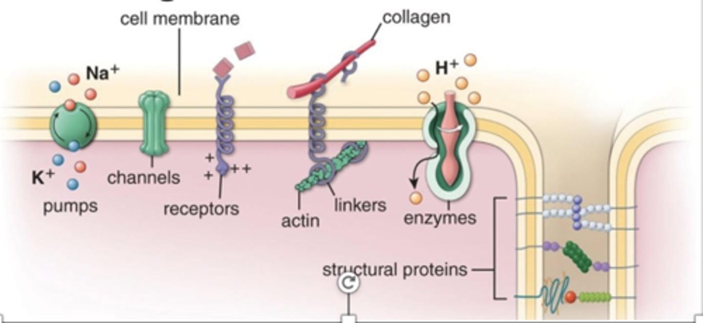 <p>What is the function of integral proteins as channels?</p>