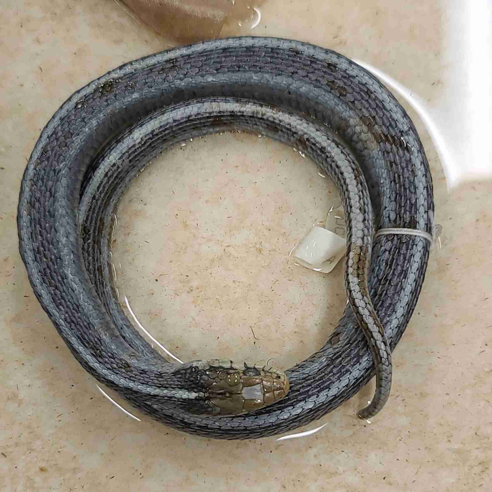 <p>northern California, Sierras, Coast Range</p><p>equal length chin shields (4)</p><p>SF, F,</p>