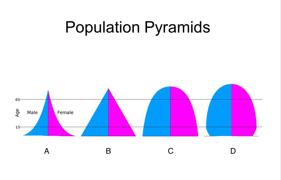 <p>What Population Pyramid shows <strong>Rapid</strong> Growth?</p>