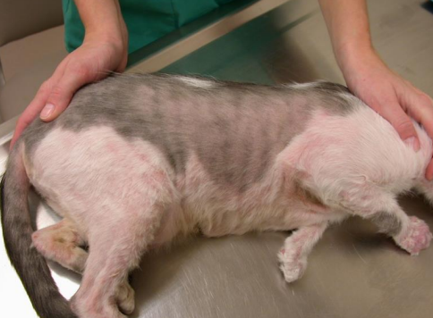 <p>Feline Atopic Skin Syndrome (FASS)</p>