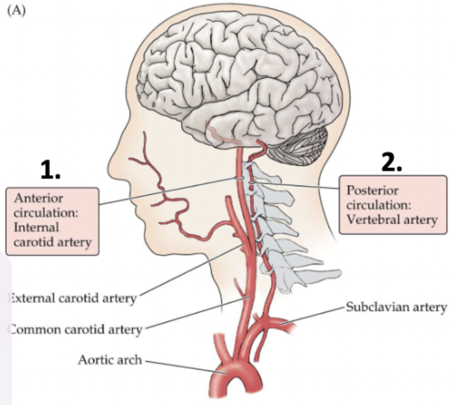 <ol><li><p>internal carotid</p></li><li><p>verteral arteries</p></li></ol><p></p>