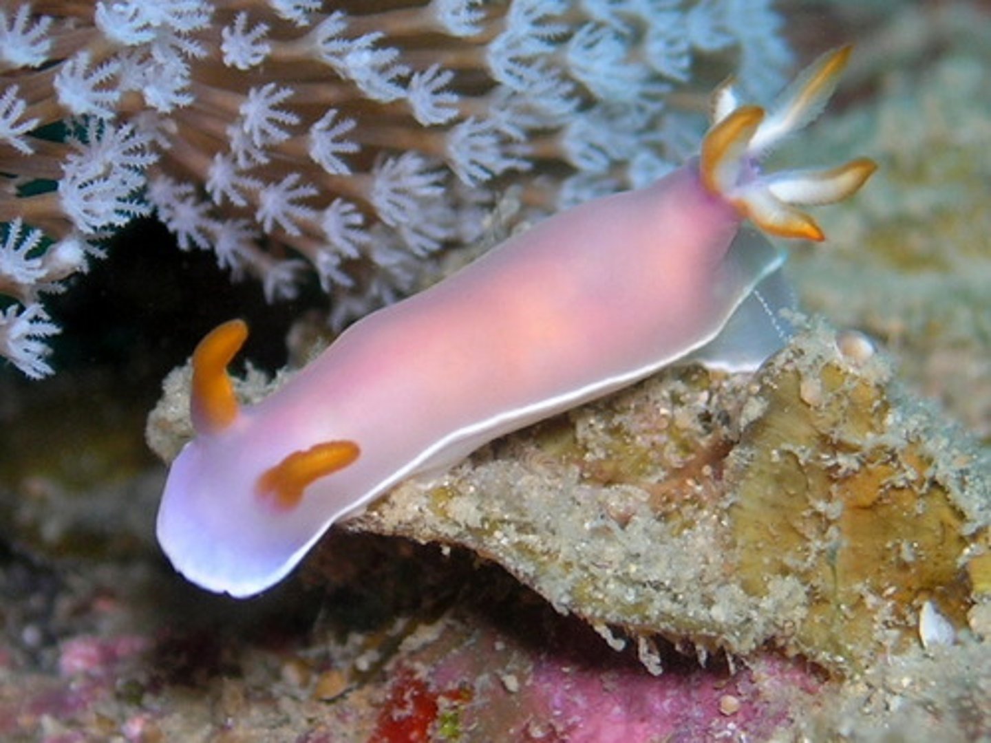 <p>Group within the class Gastropoda (group of nudibranchs)</p>